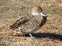 Yellow-billed Pintail RWD2.jpg