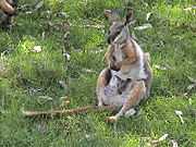 A yellow-footed rock-wallaby in the wild