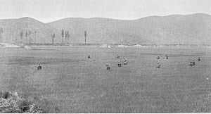 Men cross a field of rice