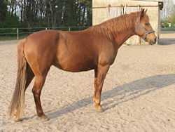 A chestnut Barb horse standing on a sandy lot