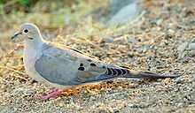 A pale brown dove with black on the neck squats in the dirt