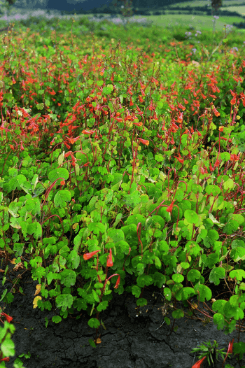 Flowering mashua plants in full bloom