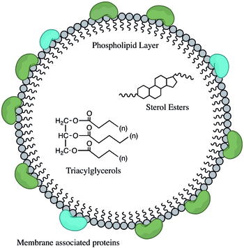 Structure of a lipid droplet including neutral-lipid rich core, phospholipid monolayer and lipid droplet associated proteins.