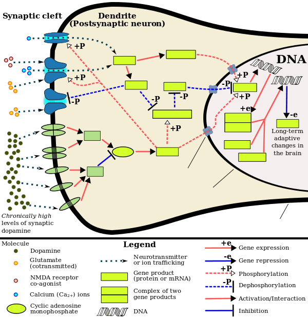 The signaling cascade involved in psychostimulant addiction