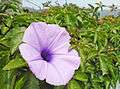 ✿Ipomoea cairica Flower in Hong Kong✿.JPG