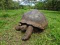 (Chelonoidis nigra) El Chato Reserve Galápagos tortoise.JPG