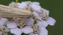 File:Agriphila straminella on Achillea.ogv