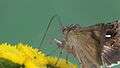 File:Autographa gamma - 2013-08-04.webm