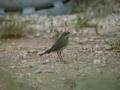 File:Bluethroat.ogg