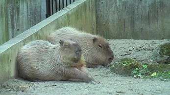 File:Capybara Ueno Zoo 2009.ogv