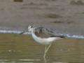 File:Common Greenshank.ogg