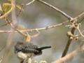 File:Double-barred Finch94.ogg