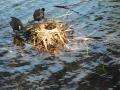 File:Eurasian Coot (Fulica atra) parents with five chicks.ogv