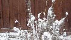 File:FluffySnowfallByFence.webm