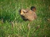 File:Greater Prairie Chicken -male displaying and spinning.theora.ogv