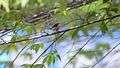 File:Grey-sided Flowerpecker feed Muntingia calabura fruit.ogg