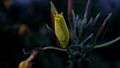 File:Nachtkerze (Oenothera glazioviana).webm