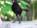 File:North Island Saddleback (Philesturnus carunculatus rufusater).ogg