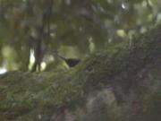 File:Paradise Riflebird cairncross95.ogg