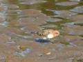 File:Red-necked Stint redcliffe95.ogg