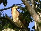 File:Rufous Night-heron samcem.ogg