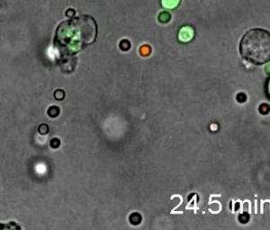 File:S15-Competitive Phagocytosis Assay in Collagen.ogg