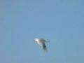 File:Silver Gull flight.ogg