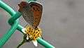 File:Small Copper Butterfly (Lycaena phlaeas).webm