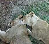 File:Social grooming lions.ogv