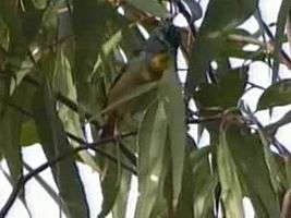 File:Spotted Pardalote armstrongck.ogg