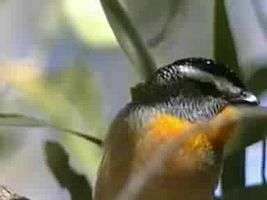 File:Spotted Pardalote postmans.ogg