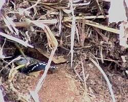 File:Spotted Pardalotes burrowing.ogg