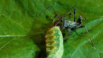 File:Wheel bug assassin bug vs. silver-spotted skipper caterpillar.webm