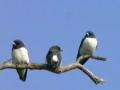 File:White-breasted Woodswallow sherwood.ogg