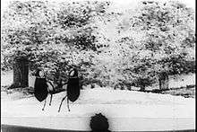 Early animated film Bug Vaudeville