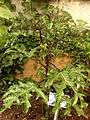 00503 - Solanum atropurpureum.JPG