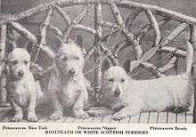 A black and white photo of three terriers. They appear looking nice and friendly thinner than a West Highland White Terrier and their bodies re longer.a