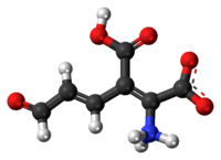 Ball-and-stick model of the 2-amino-3-carboxymuconic semialdehyde molecule as a zwitterion