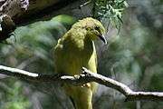 20070822 5358 Yellow Honeyeater.JPG