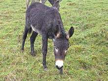 a small dark-coloured donkey