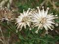 20150723Centaurea scabiosa2.jpg