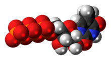 Space-filling model of the 5-methyluridine triphosphate molecule as an anion