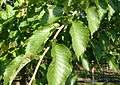 AB Ulmus Cathedral foliage.JPG