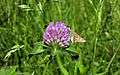 A Butterfly on a flower.jpg