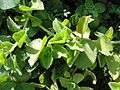 A closeup of Indian Borage (Oregano).JPG