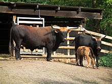 Photo of Heck cattle on a dirt surface in front fencing and a non-enclosed cowshed