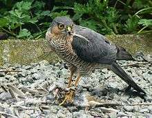 A sparrowhawk plucking a small bird