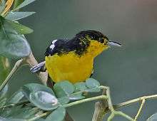 Common iora