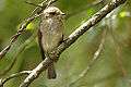 African dusky flycatcher2.jpg