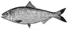 American Shad